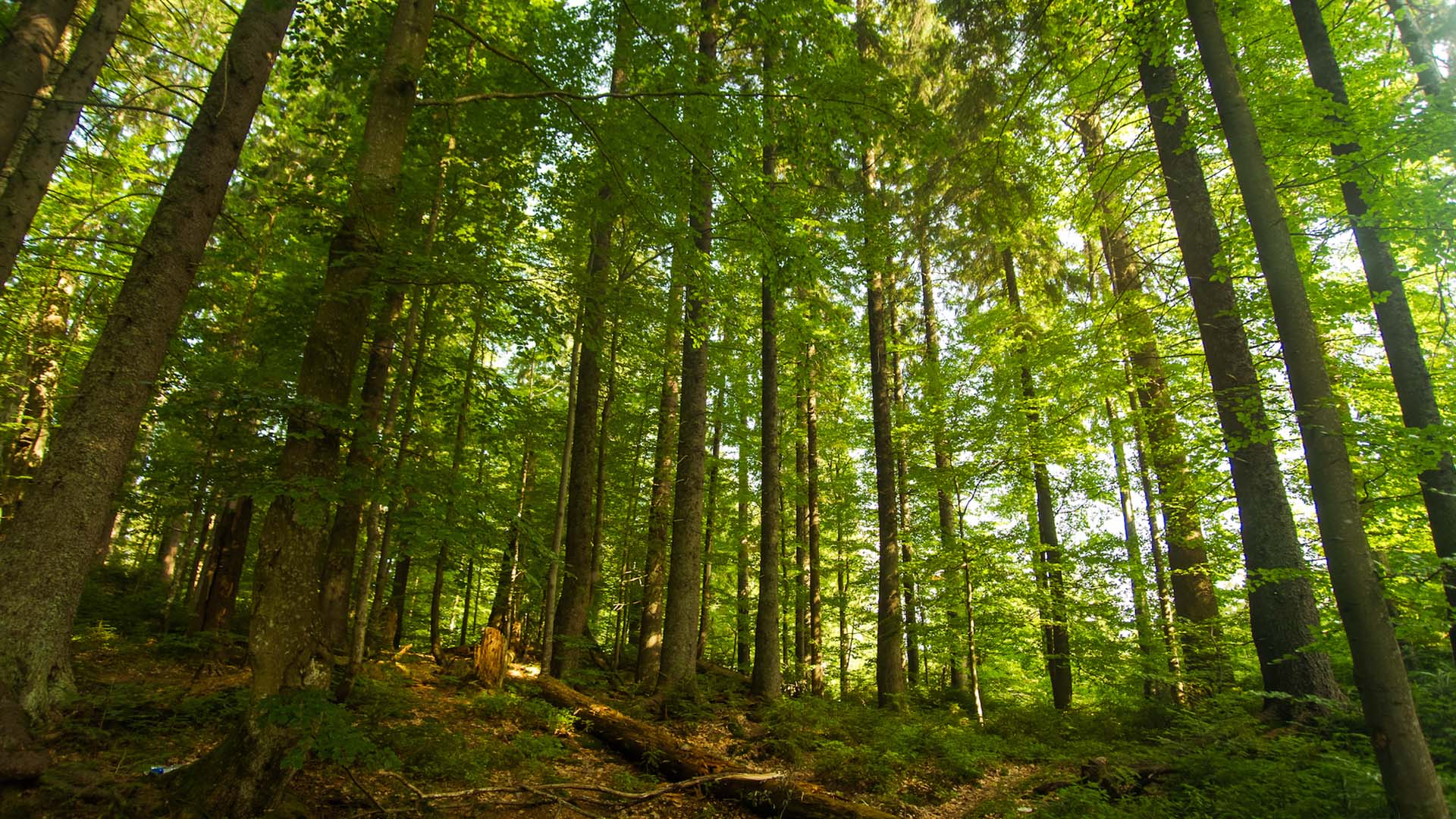 Foreste2© Freepik.jpg