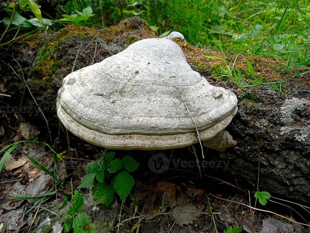fomes-fomentarius.jpg
